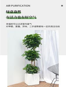 宁波鄞州花木租摆，服务超棒，给你别样绿植体验！