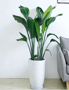 宁波镇海植物租摆价格实惠