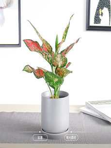 绿色点缀生活，宁波植物租摆公司超厉害！