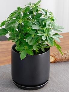 宁波海曙花卉租摆公司，开启别样绿植租赁体验