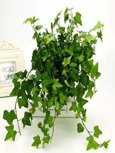 杭州湾植物出租方案