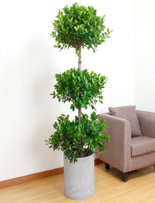 走进慈溪植物租摆设计，邂逅不一样的绿色装饰之美