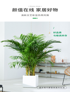 宁波余姚绿植出租方案来袭，轻松营造绿色氛围