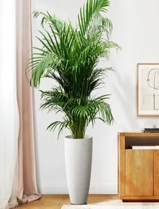 解锁宁波慈溪花木出租设计的创意密码