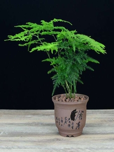 找花木出租？慈溪这家公司超靠谱！