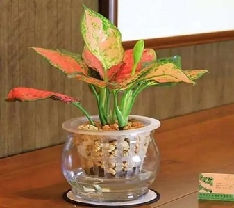 宁波绿植租赁价格