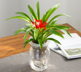 盆景租摆新选择，宁波北仑服务超一流！