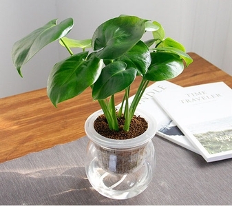 揭秘宁波前湾绿植租赁哪家佳，别错过这篇！