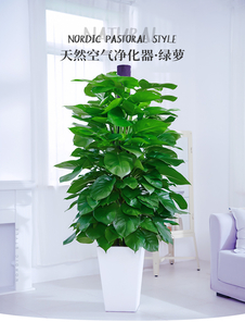 余姚植物租摆设计，营造梦幻般的绿色家园