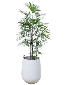 想让北仑绿植焕发生机？这家养护公司有妙招！