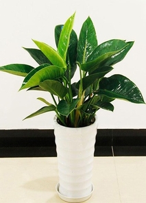 宁波奉化绿化养护方案